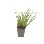 Bonte dwergkalmoes kopen