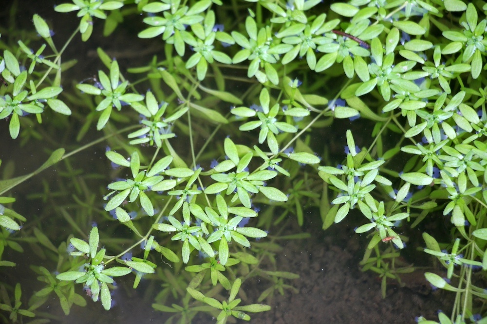 Callitriche palustris kopen