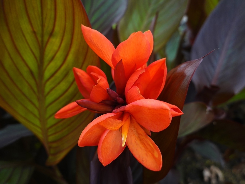 Canna 'Julia' kopen