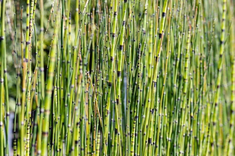 Equisetum hyemale Robustrum kopen