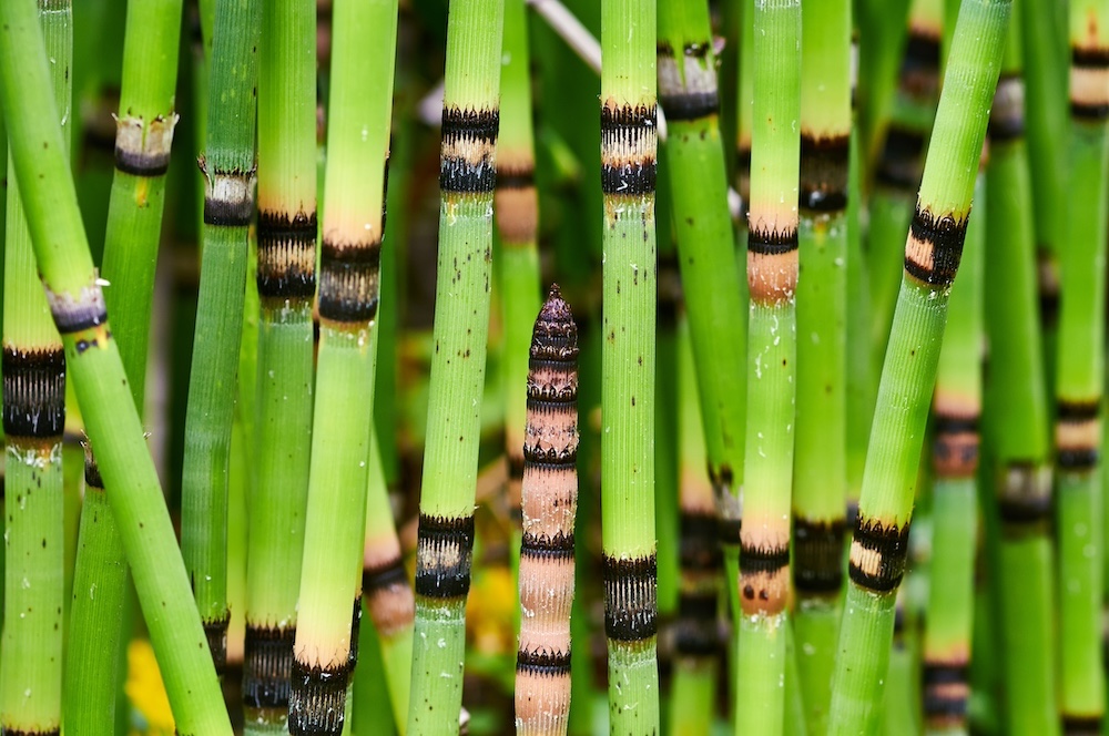 Equisetum japonicum kopen