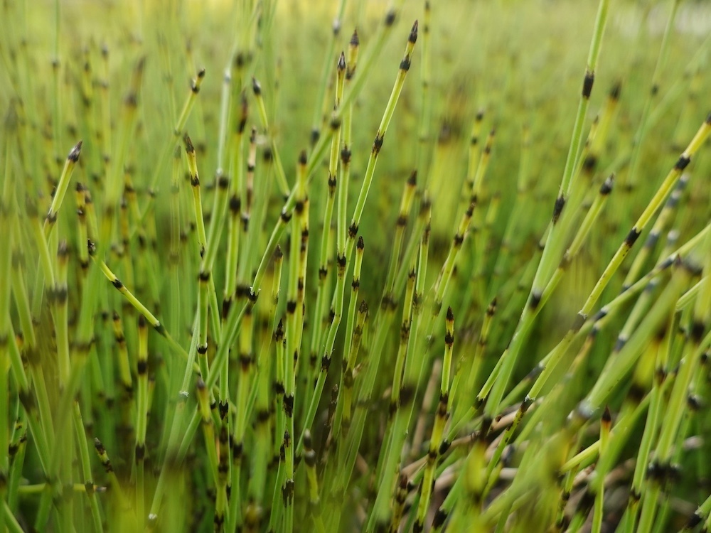 Equisetum scirpoides kopen