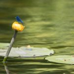 Gele plomp woekerend