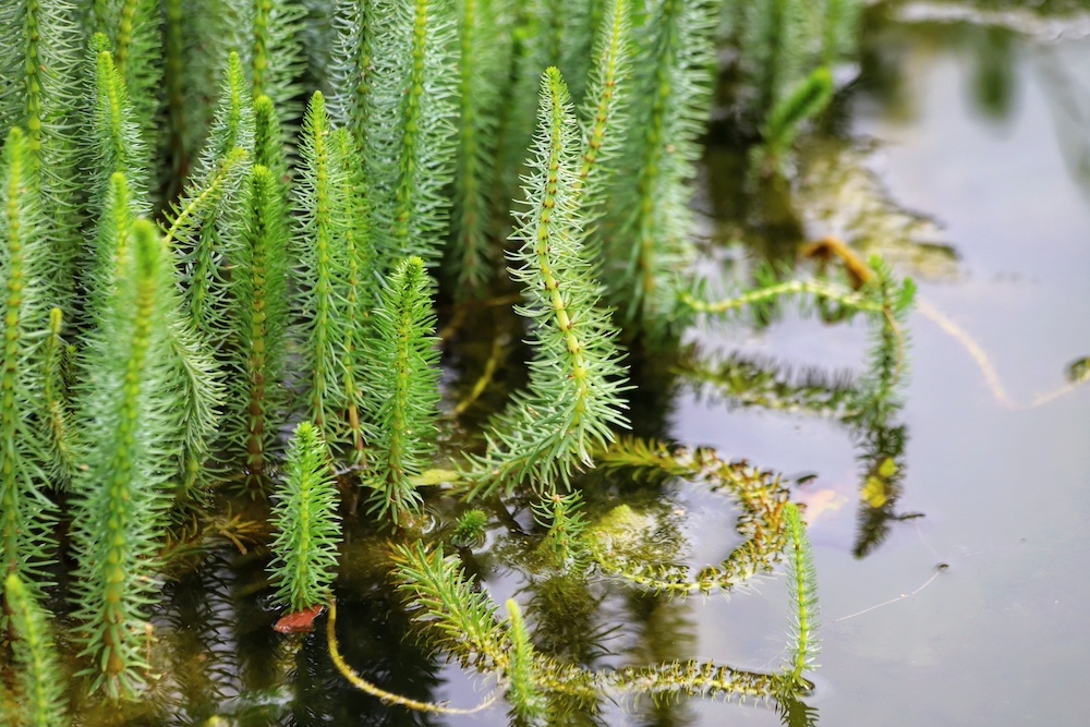 Hippuris vulgaris kopen