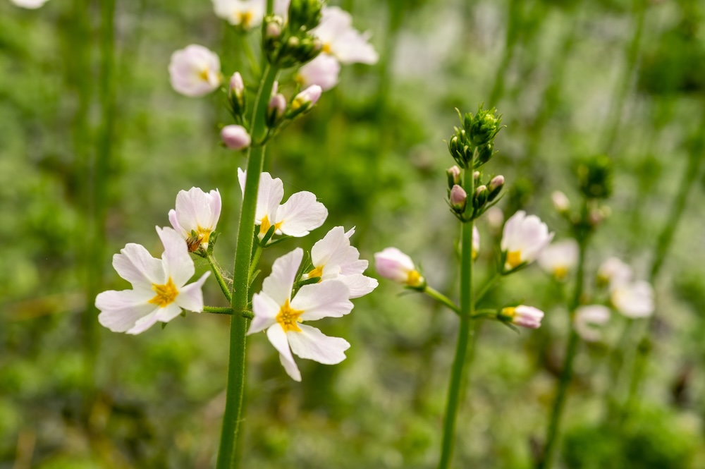 Hottonia palustris kopen