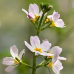 Hottonia palustris vijver