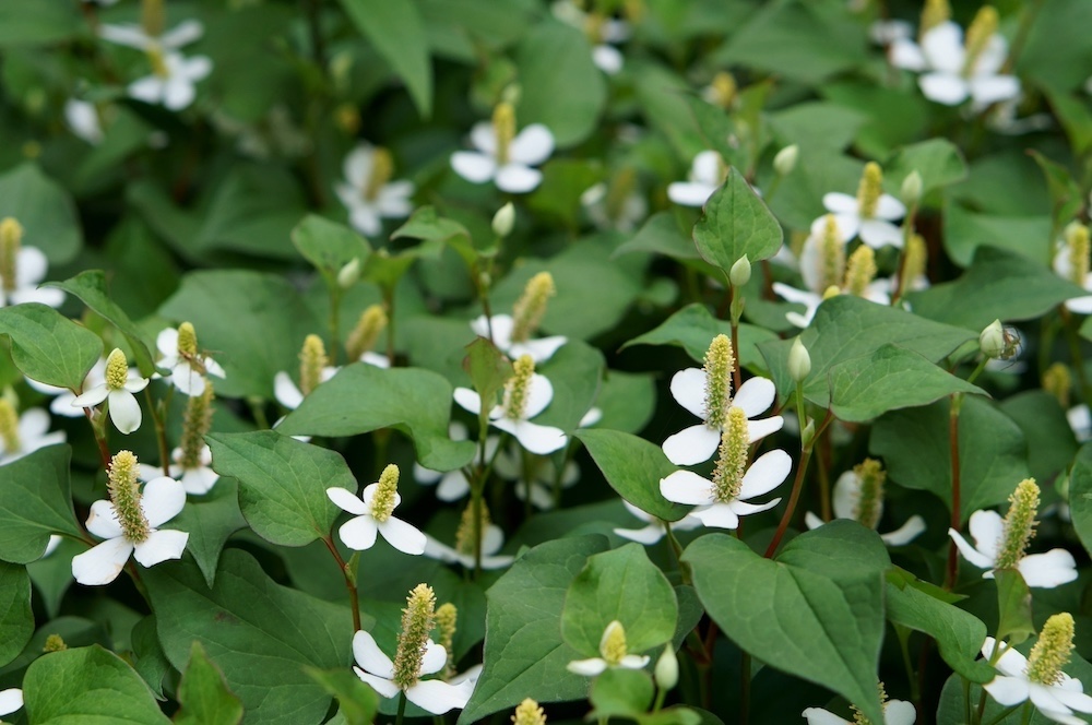 Houttuynia cordata kopen