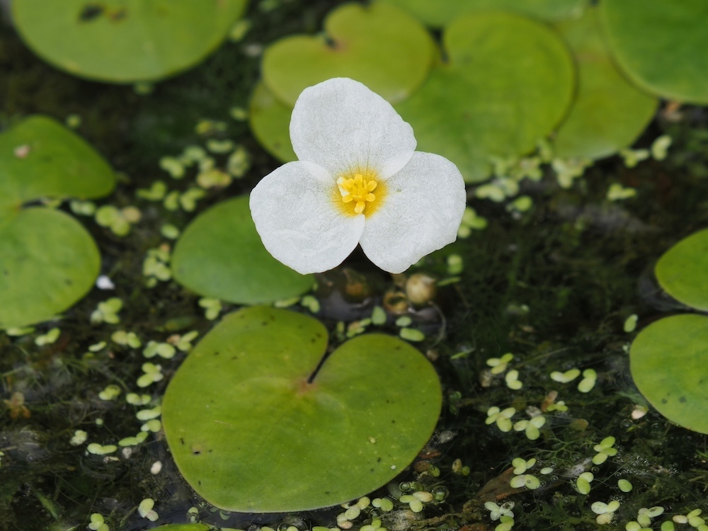 Hydrocharis morsus-ranae kopen