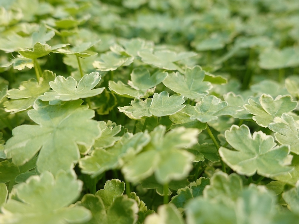 Hydrocotyle sib. 'Variegata' kopen