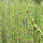 Japanse holpijp kopen