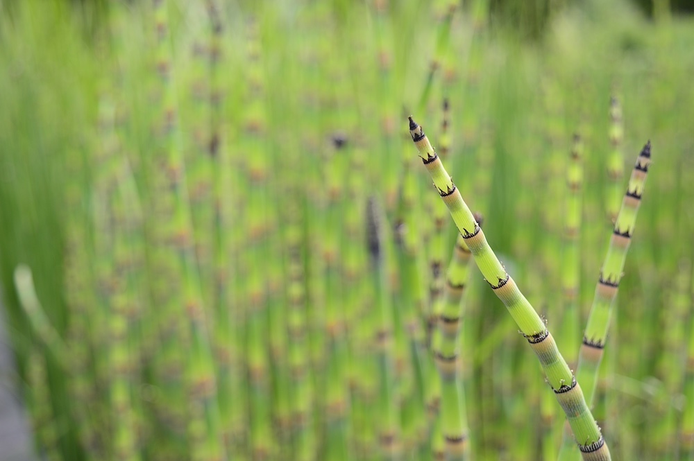 Japanse holpijp kopen