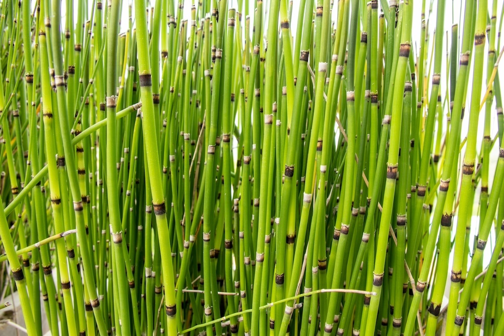 Japanse holpijp tuin