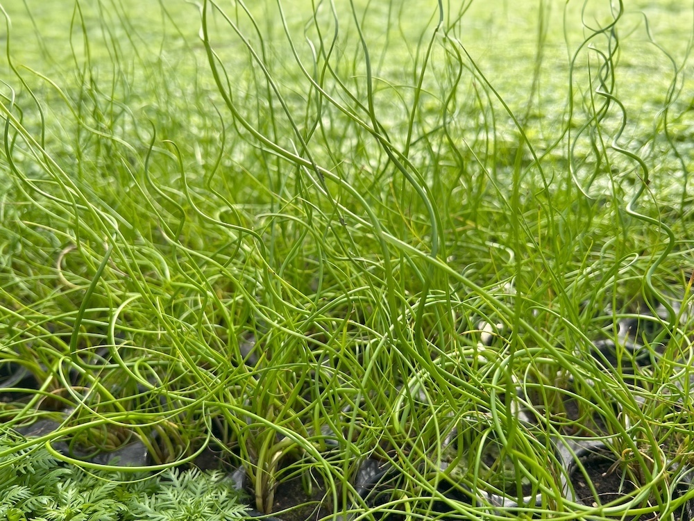 Juncus effusus 'Spiralis' kopen