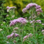 Koninginnekruid kopen