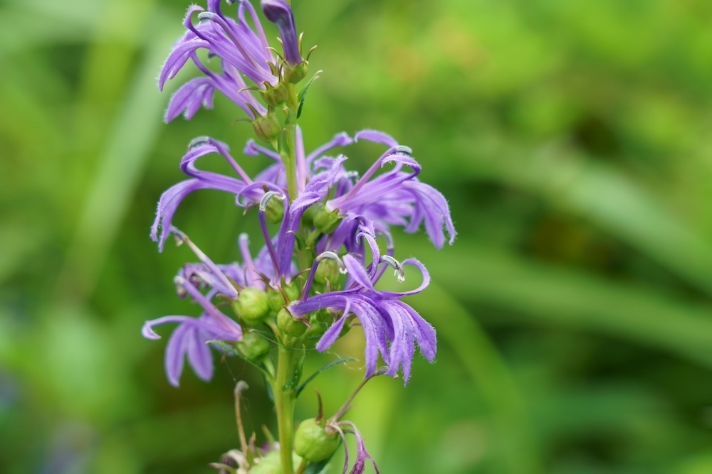Lobelia sessilifolia kopen