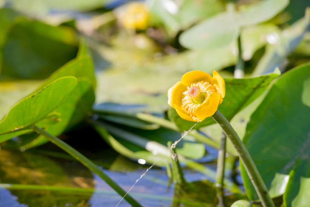Nuphar lutea kopen