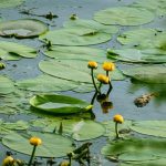 Nuphar lutea vijver