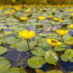 Nymphoides peltata kopen