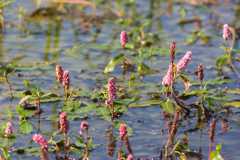 Polygonum amfibium kopen