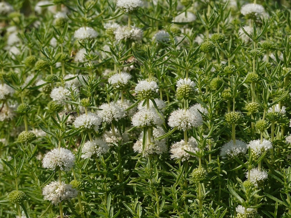 Preslia cervina 'Alba' kopen