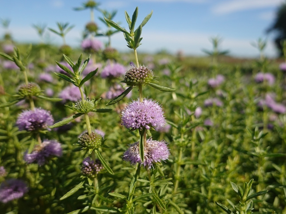 Preslia cervina kopen