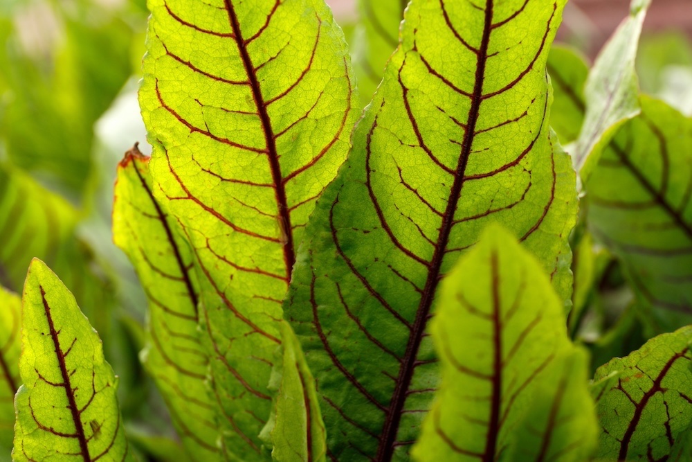 Rumex sanguineus kopen
