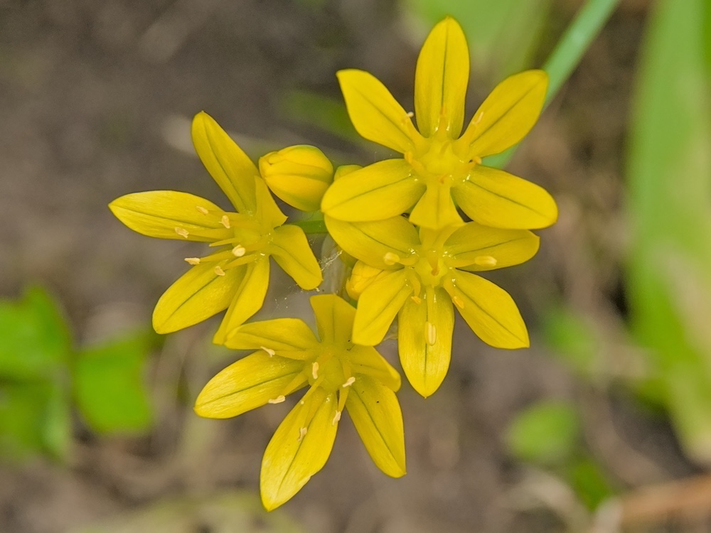 Sisyrinchium californicum kopen