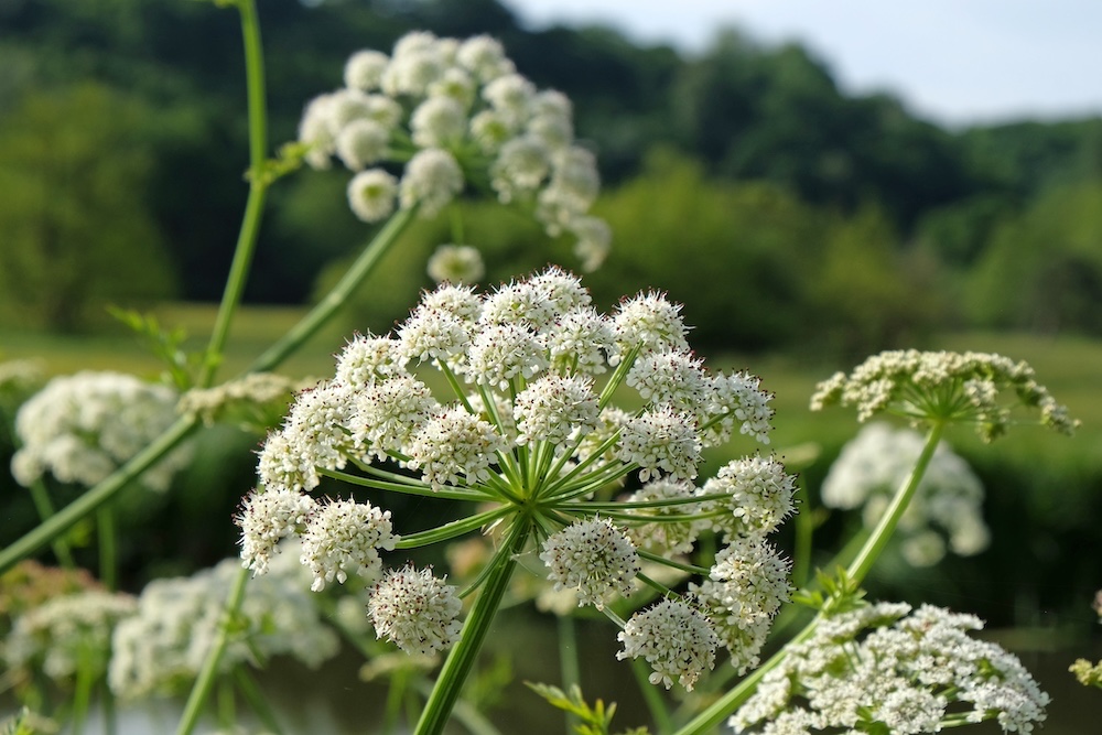 Sium latifolium kopen