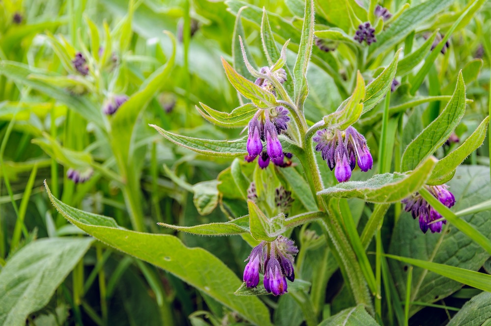 Symphytum officinale kopen