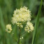 Thalictrum flavum vijver