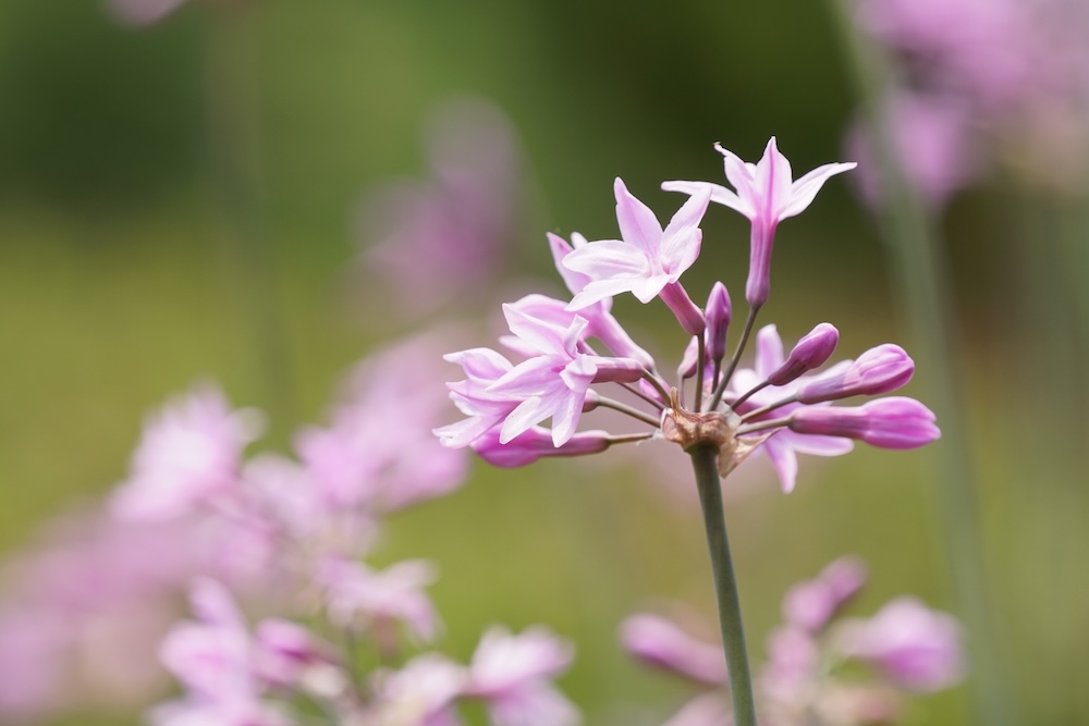 Tulbaghia violacea kopen