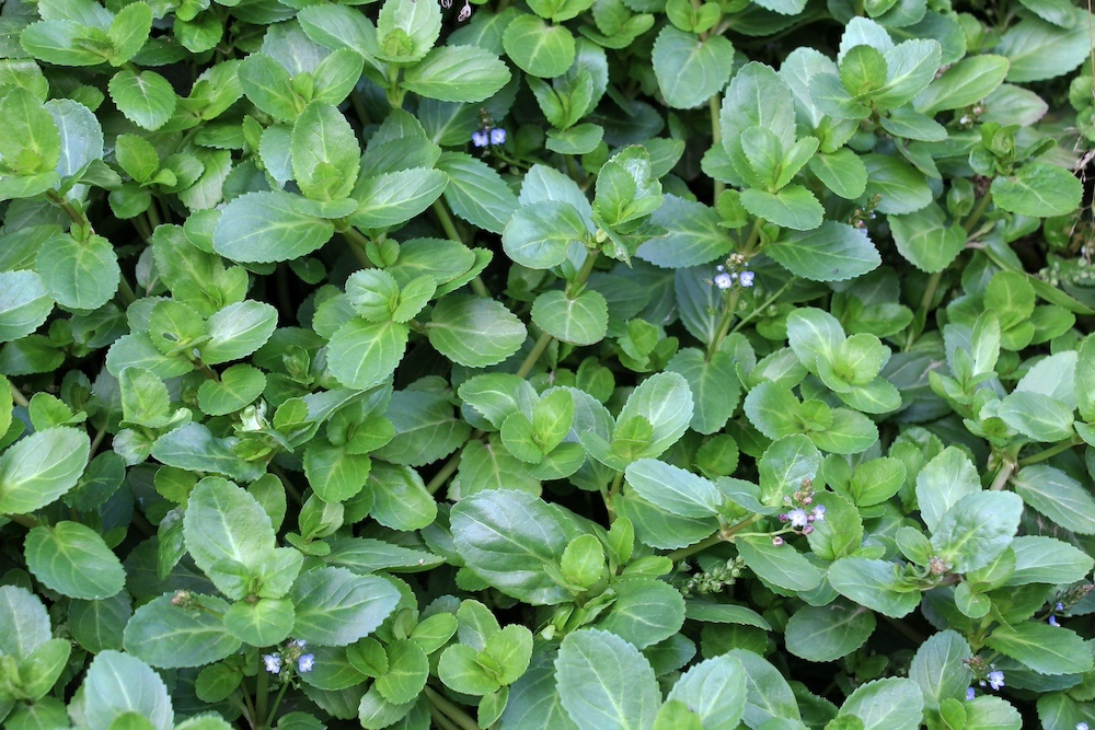 Veronica beccabunga kopen