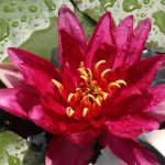 Waterlelie James Brydon kopen