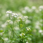 Witte waterkers kopen