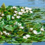 Witte waterlelie woekeren