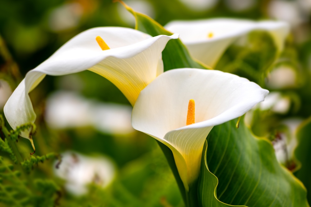 Zantedeschia aethiopica kopen