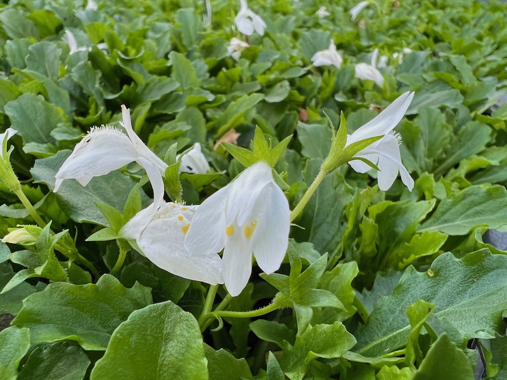 Mazus reptans 'Alba' kopen