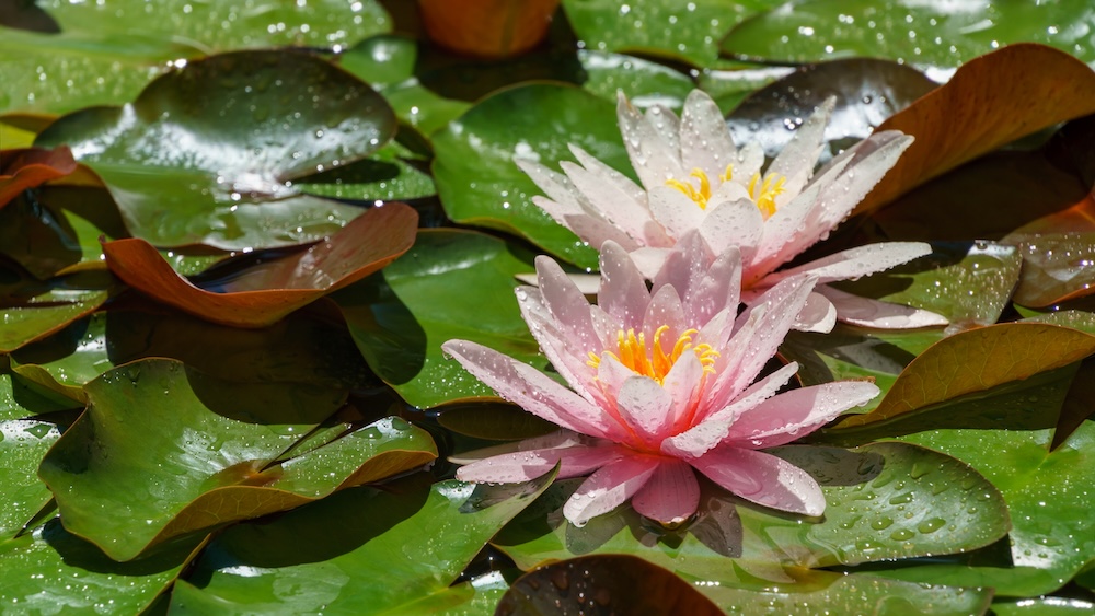 Nymphaea 'Marliacea Rosea' kopen