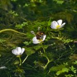 Ranunculus hederaceus kopen