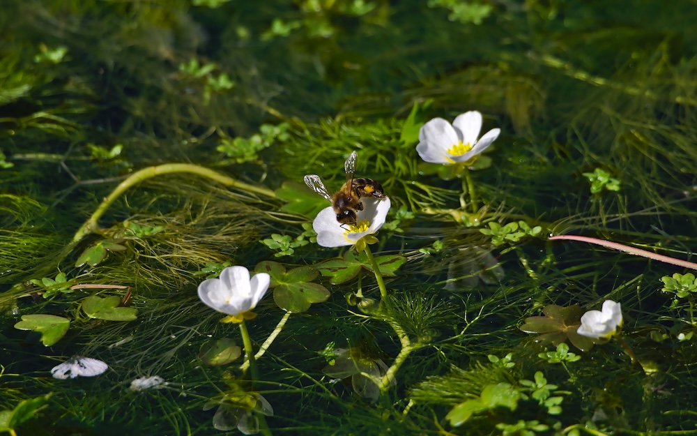 Ranunculus hederaceus kopen