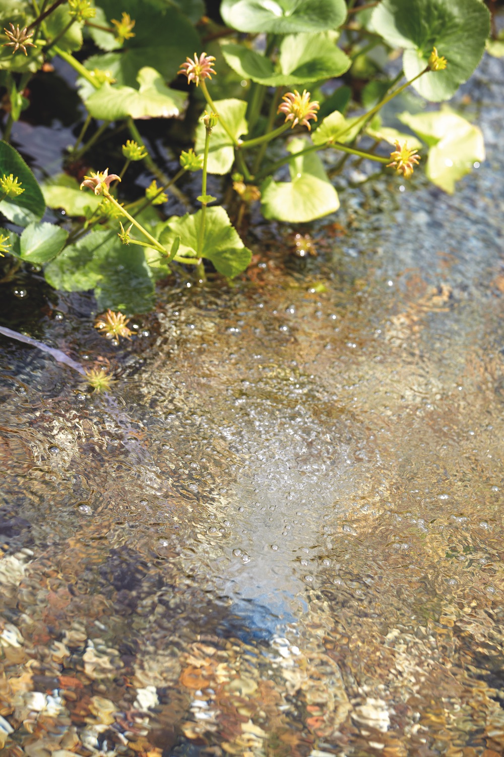 Oase AquaOxy 500 bestellen