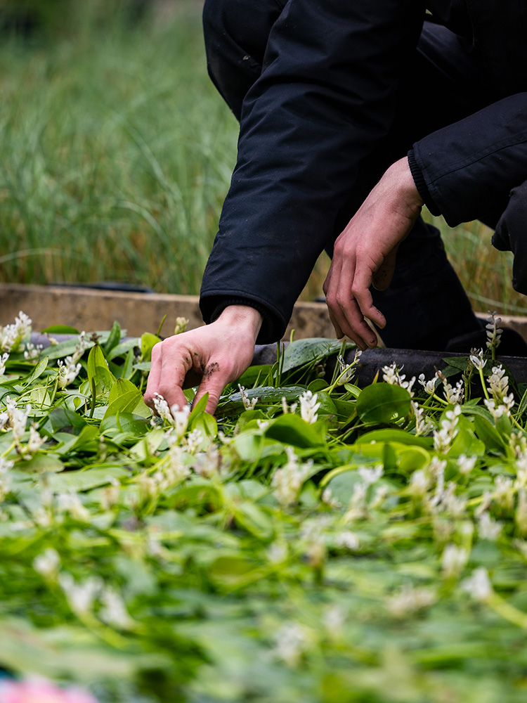 Beperk voedingsstoffen aan de bron