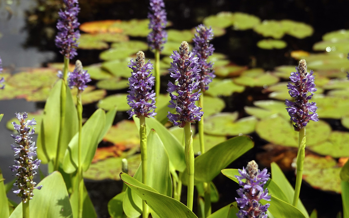 Combineer waterplanten met verschillende functies