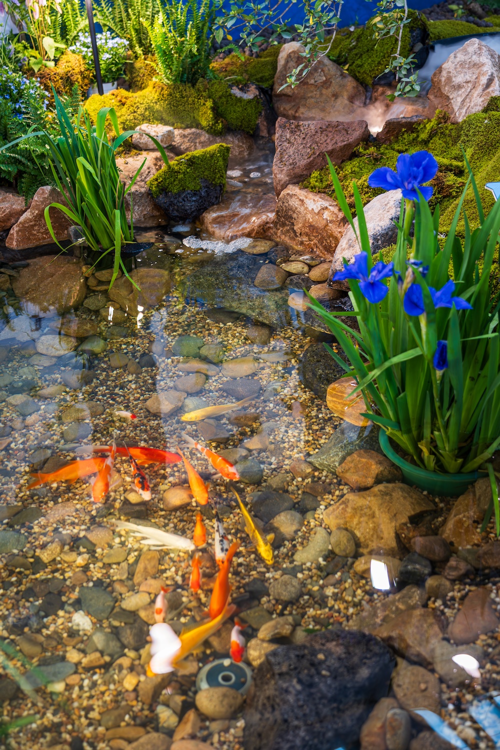 Stem techniek af op vissen en gebruik