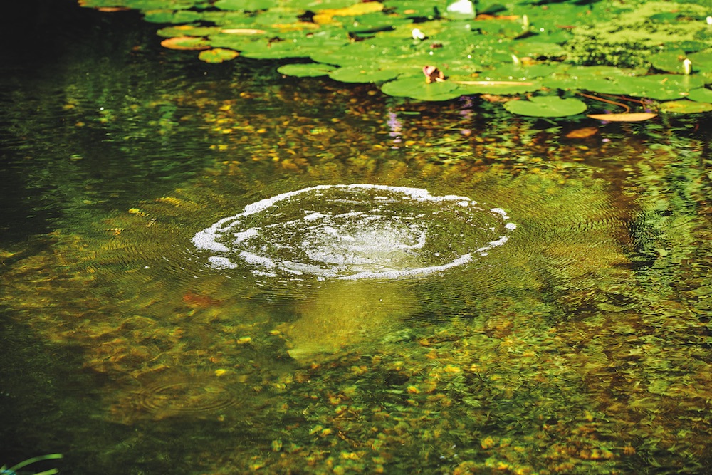 Zorg voor voldoende waterbeweging en zuurstof