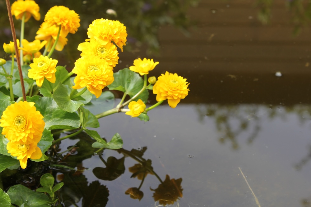 Categorie Waterplanten zone 1