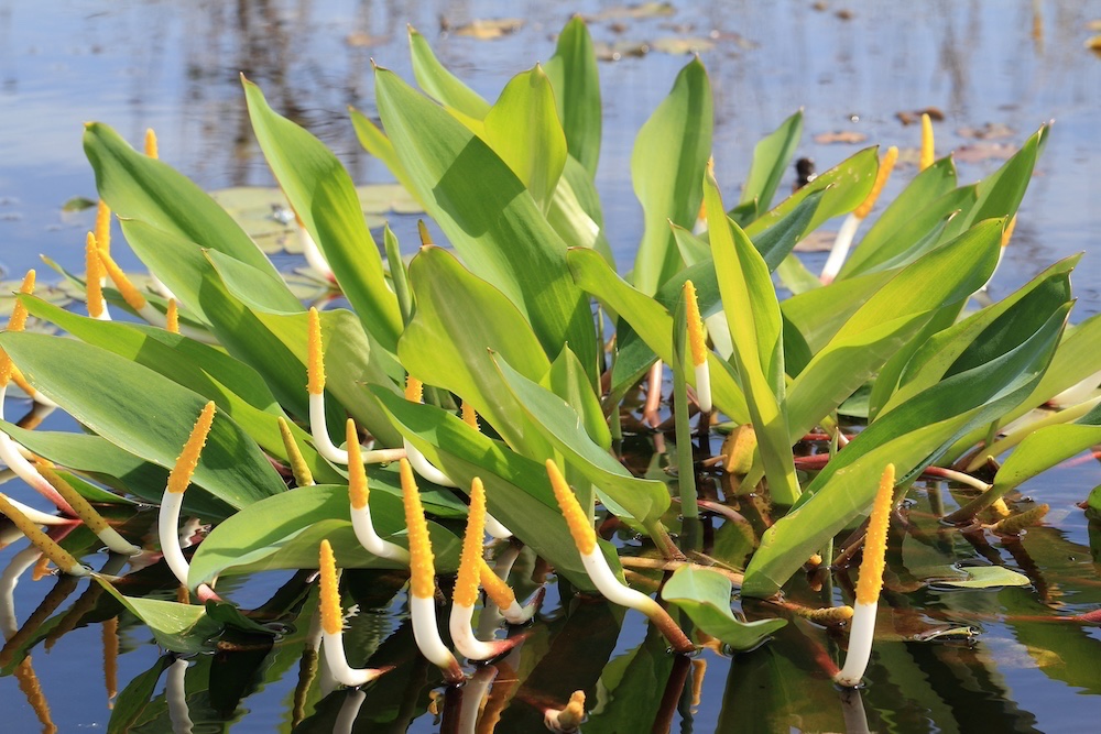 Categorie Waterplanten zone 2