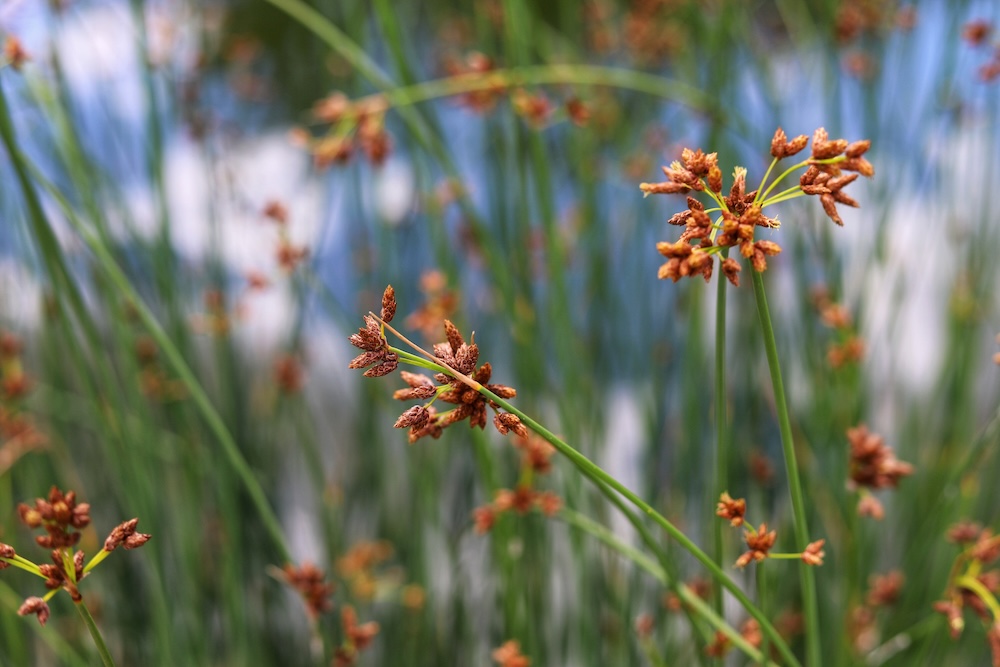 Categorie Waterplanten zone 3