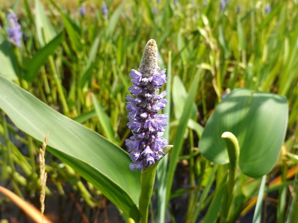 Categorie Waterplanten zone 5