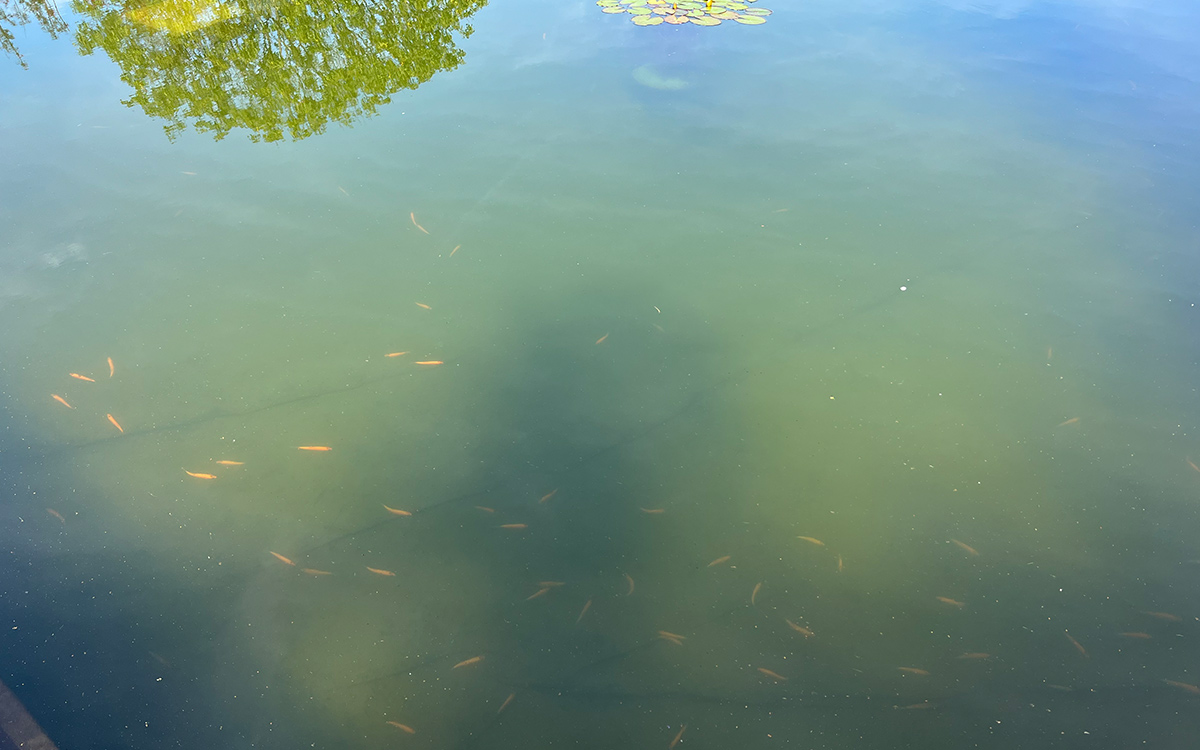 Vijvertips - Reiger verjagen